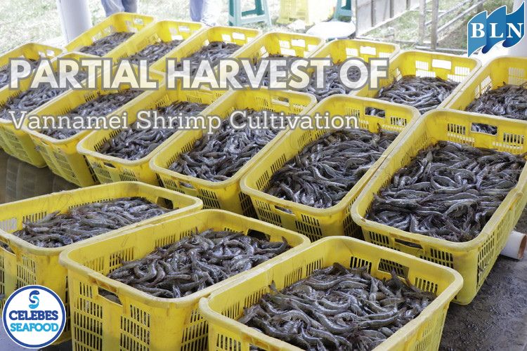 Partial Harvest of Vannamei Shrimp Cultivation: Strategy to Increase Yield and Reduce Risk